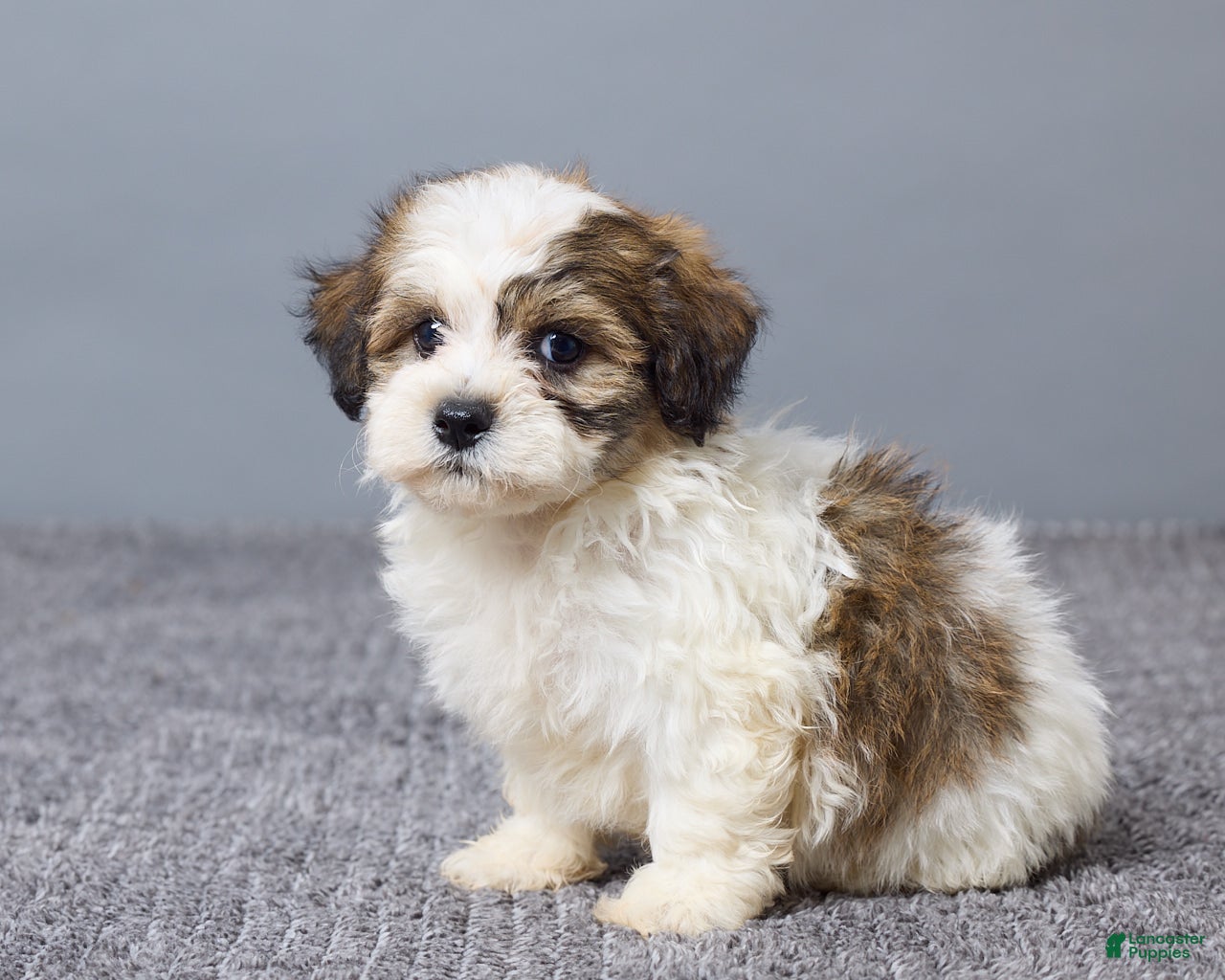 Teddy Bear dogs Lukas - Ad 2