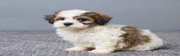 Teddy Bear dogs for sale: Lukas - Ad 2