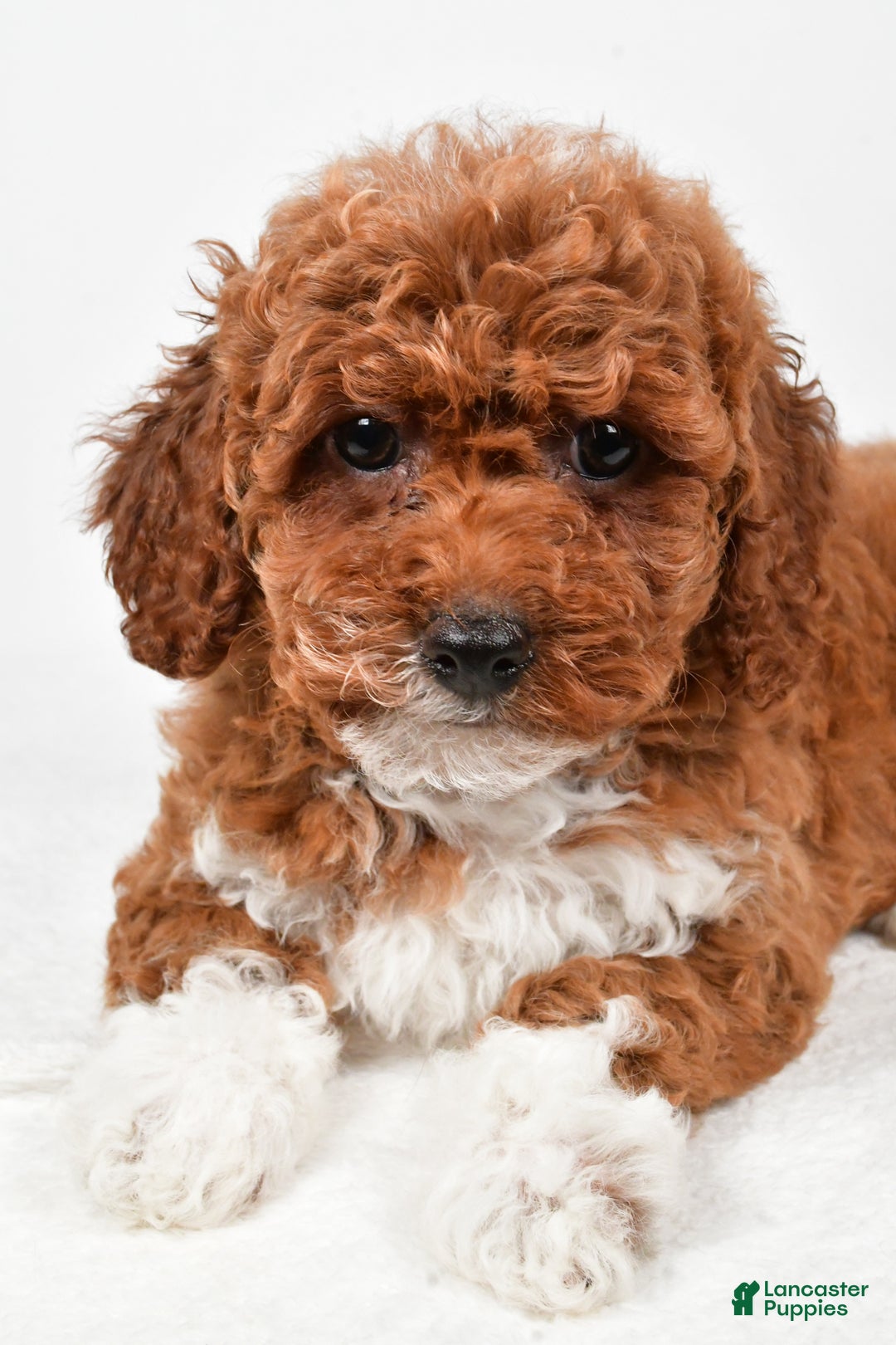 Bichpoo dogs for sale: Boots - Ad 7