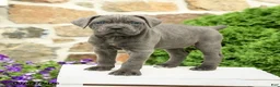 Cane Corso dogs for sale: Cora  - Ad 4