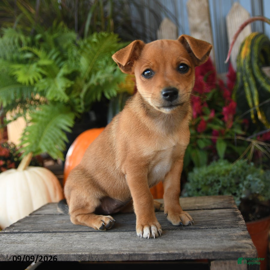 Mixed Breed dogs for sale: Pippin - Ad 1