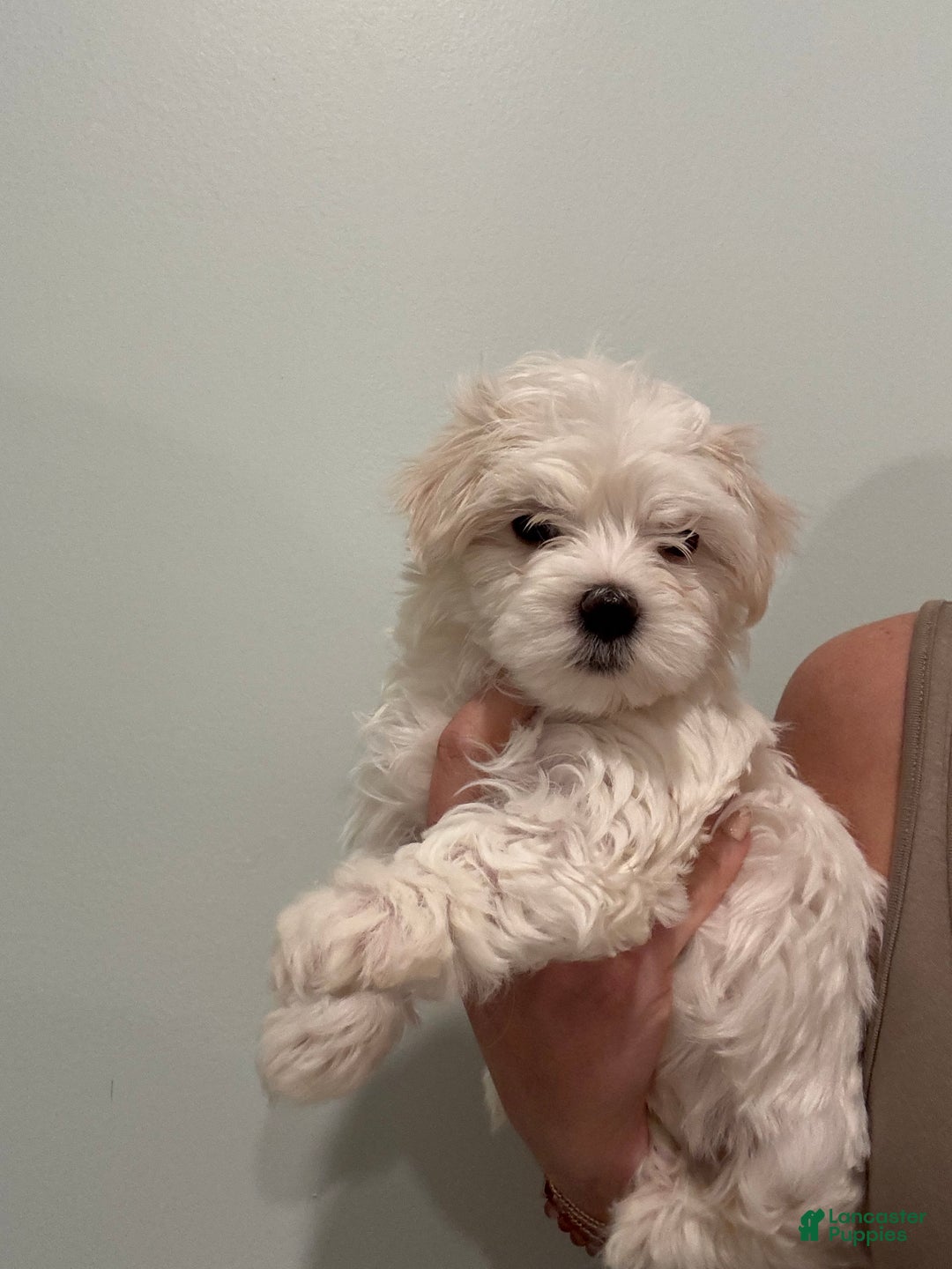 Maltese dogs for sale: Fluffy - Ad 2