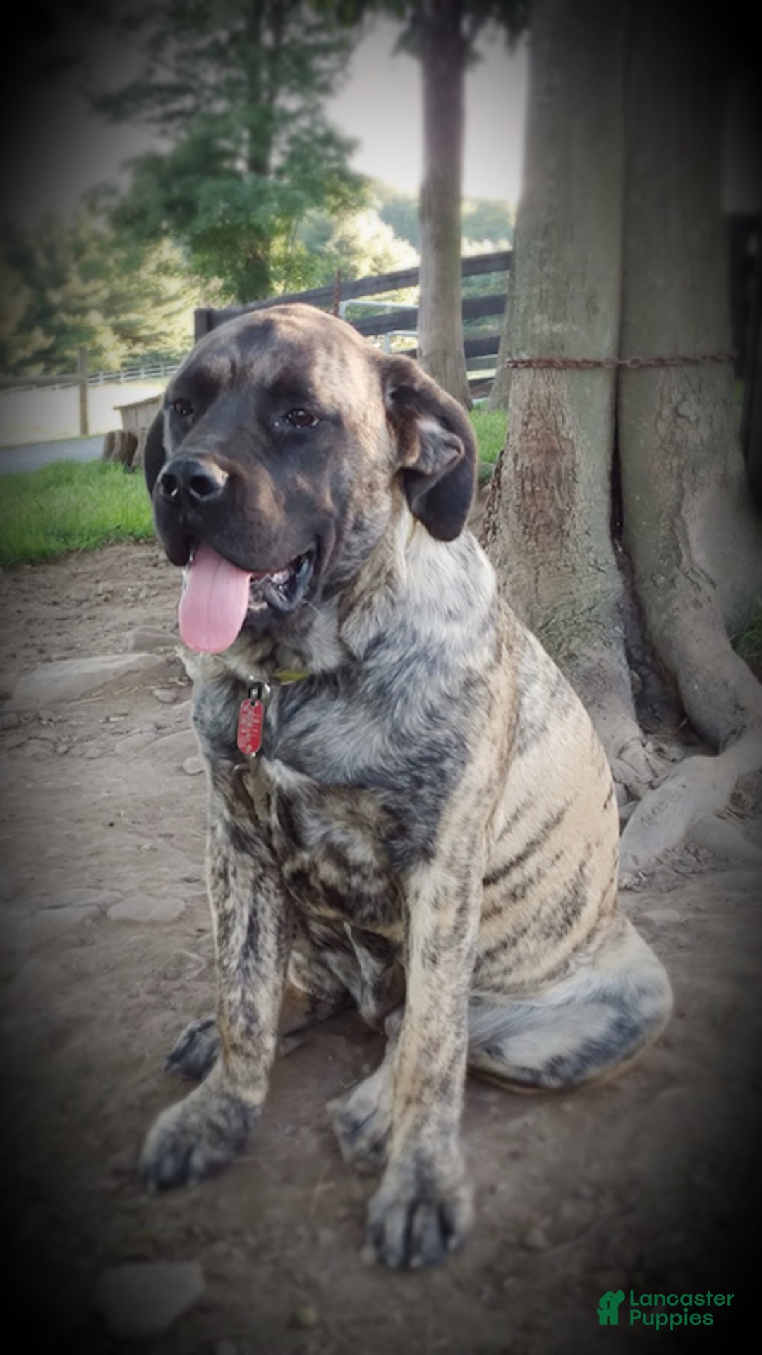 English Mastiff dogs for sale: Shawn - Ad 5