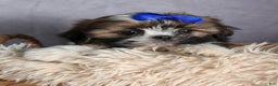 Shih Tzu dogs for sale: OLIVER - Ad 3