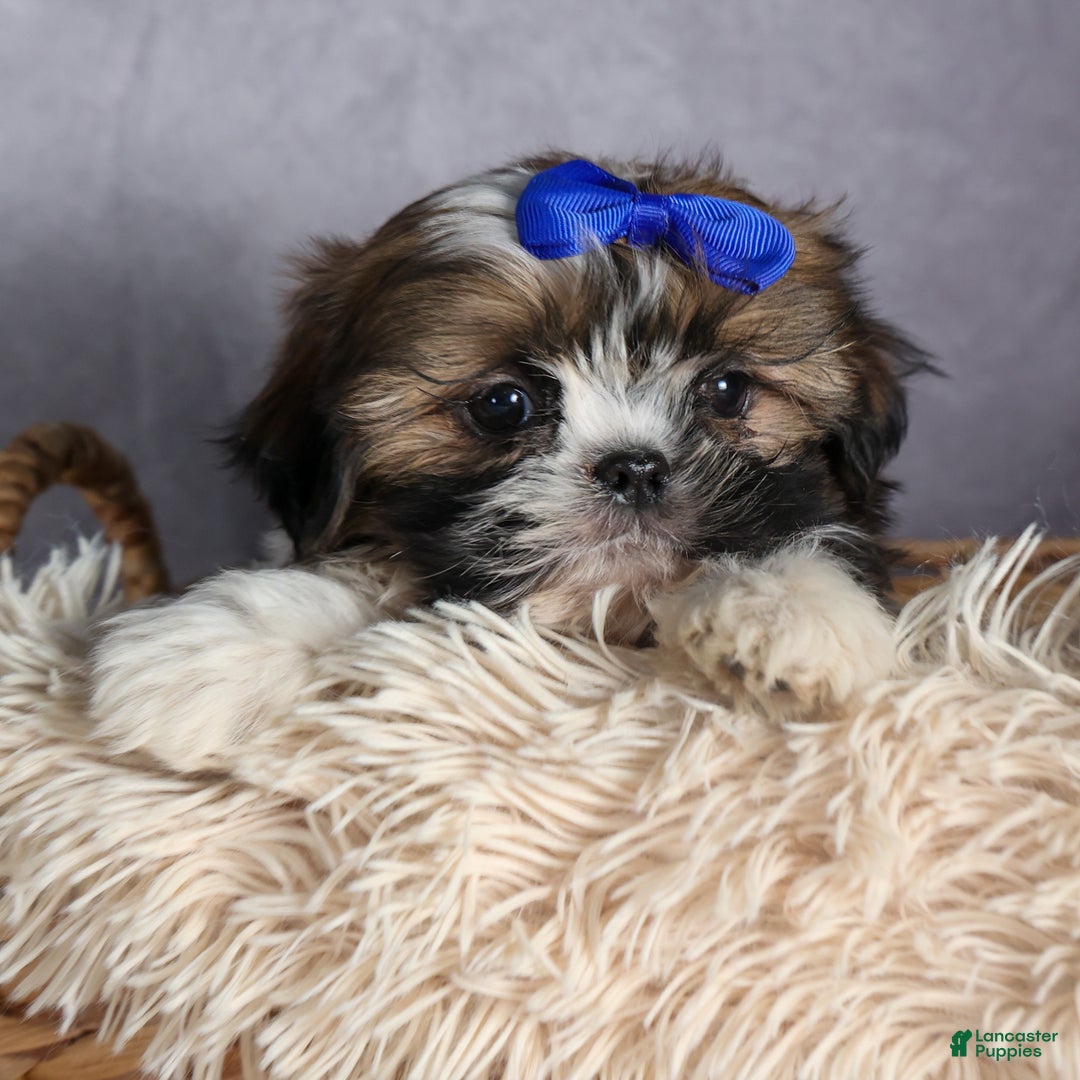 Shih Tzu dogs for sale: OLIVER - Ad 3