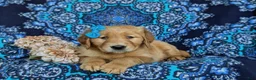 Golden Retriever dogs for sale: Mable - Ad 6
