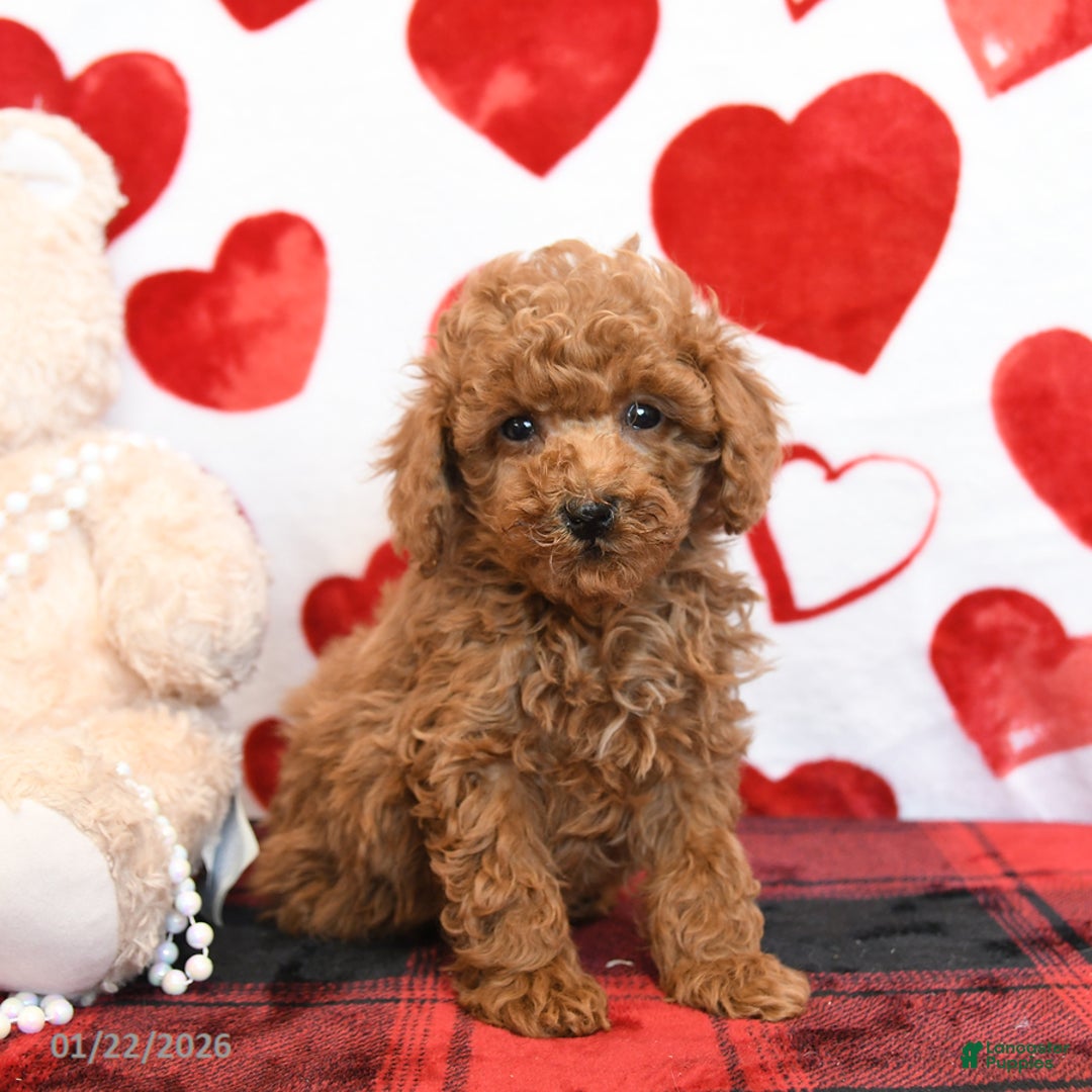 Miniature Poodle dogs for sale: Kenny - Ad 1