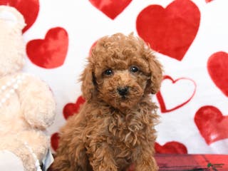 Miniature Poodle dogs Kenny - Ad 12