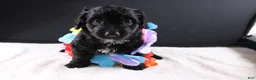 Mini Goldendoodle dogs for sale: Felicity - Ad 7
