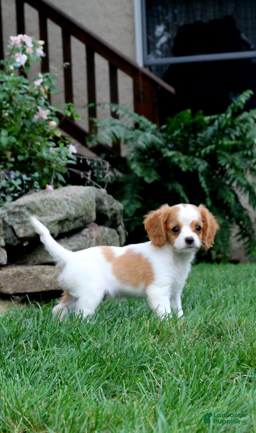 Cavapoo dogs for sale: Romeo - Ad 1