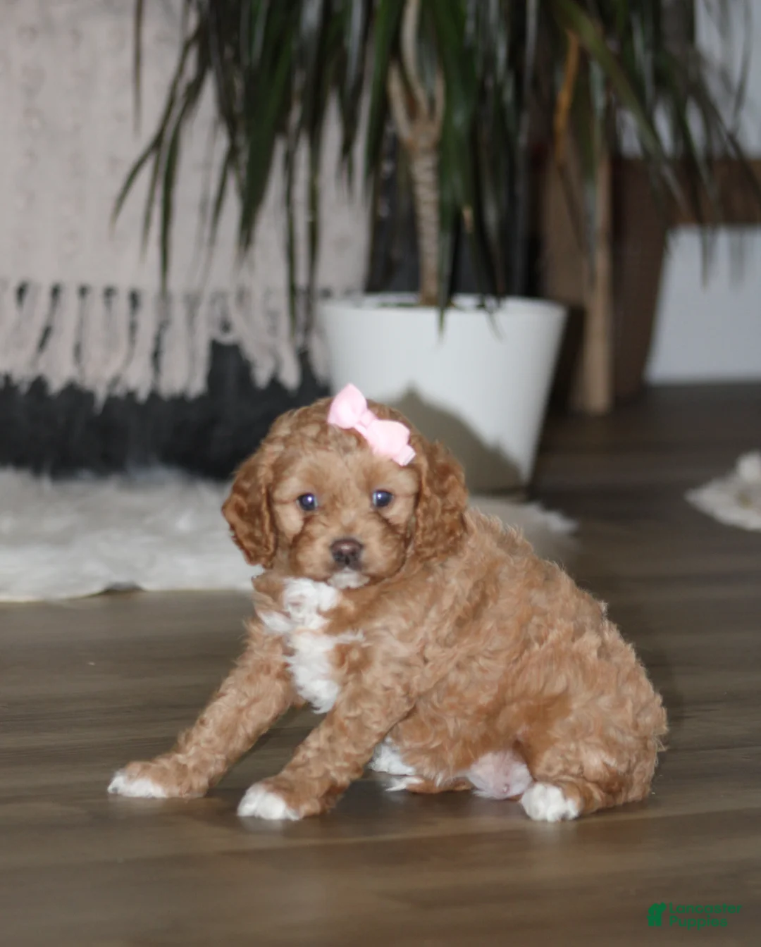 Cavapoo dogs for sale: Isabelle - Ad 2