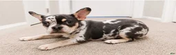 French Bulldog dogs for sale: French Bulldog 1 - Ad 6