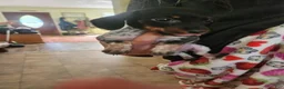 Dachshund dogs for sale: Peanut - Ad 3