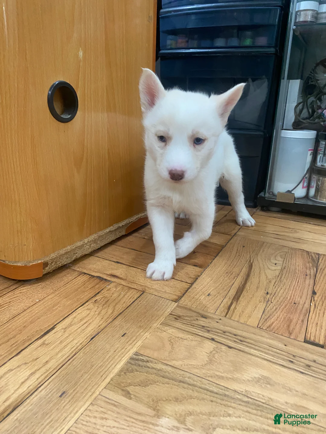 Siberian Husky dogs for sale: Mimi - Ad 1