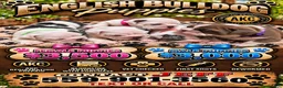 English Bulldog dogs for sale: English Bulldog 5 - Ad 2