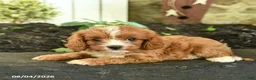 Cavapoo dogs for sale: Tulip  - Ad 3