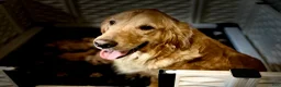 Golden Retriever dogs for sale: 4367 Light Blue Collar - Ad 2