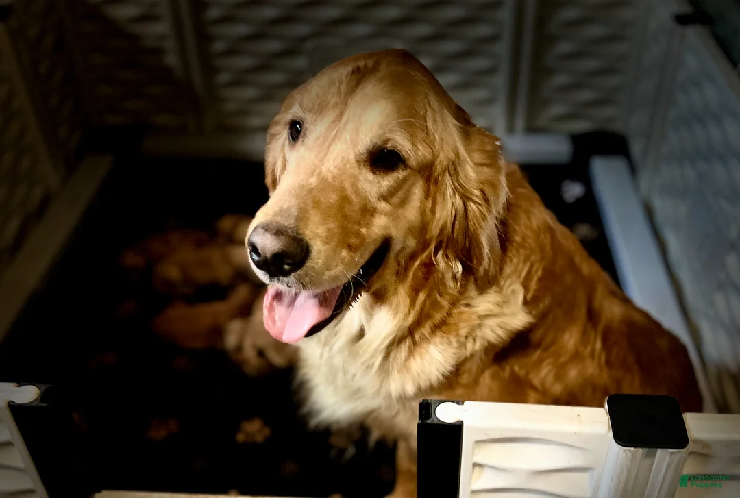 Golden Retriever dogs for sale: 4367 Light Blue Collar - Ad 2