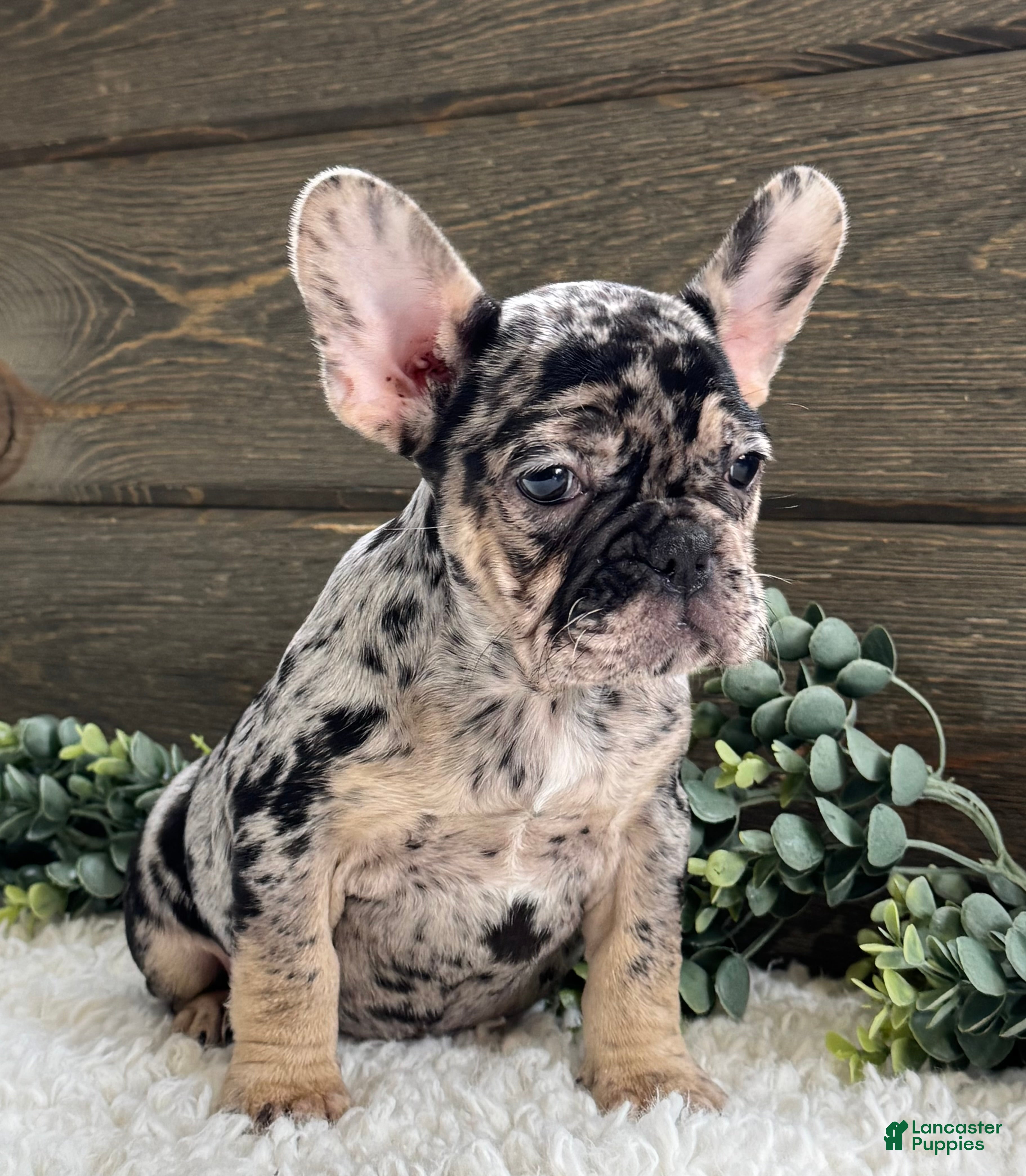 Mixed Breed dogs Remy - Ad 1