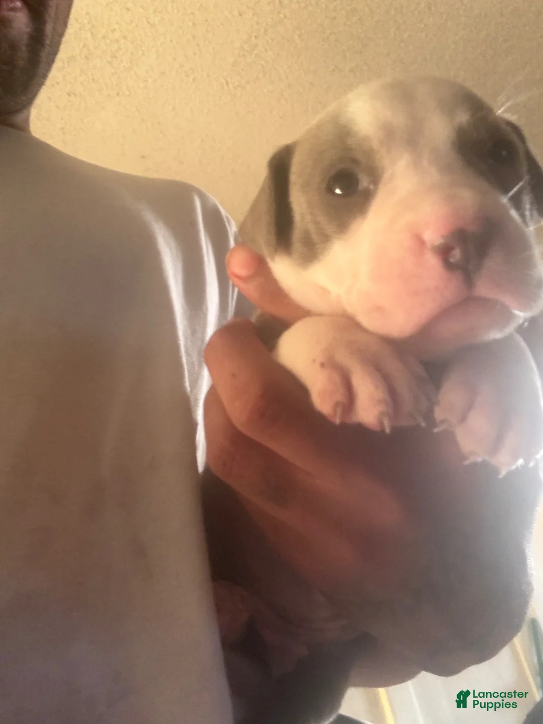 American Pit Bull Terrier dogs for sale: American Pit Bull Terrier Puppy  - Ad 5