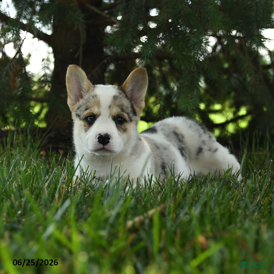 Mixed Breed dogs Aspen - Ad 2