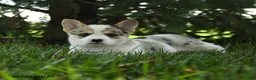 Mixed Breed dogs for sale: Aspen - Ad 2