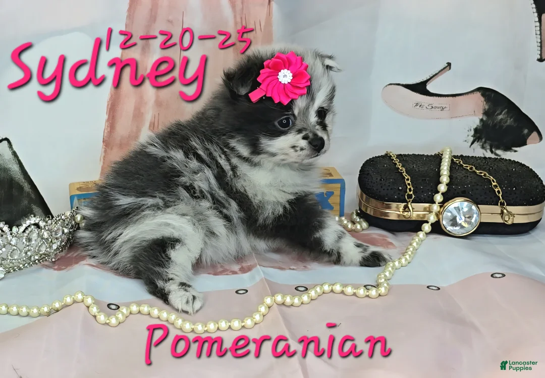 Pomeranian dogs for sale: Sydney Pomeranian Puppy 1 - Ad 6