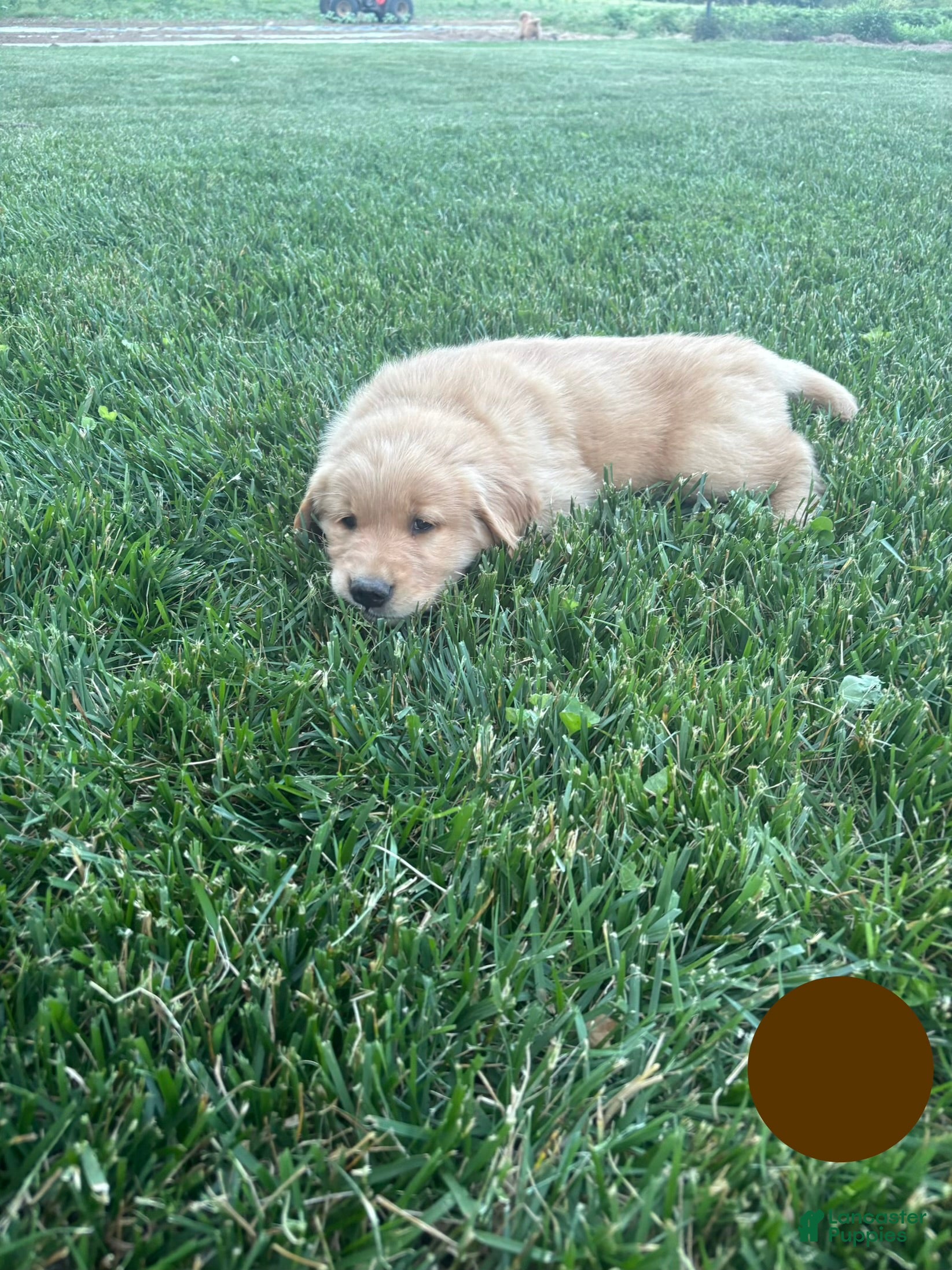 Golden Retriever dogs Brady - Ad 2