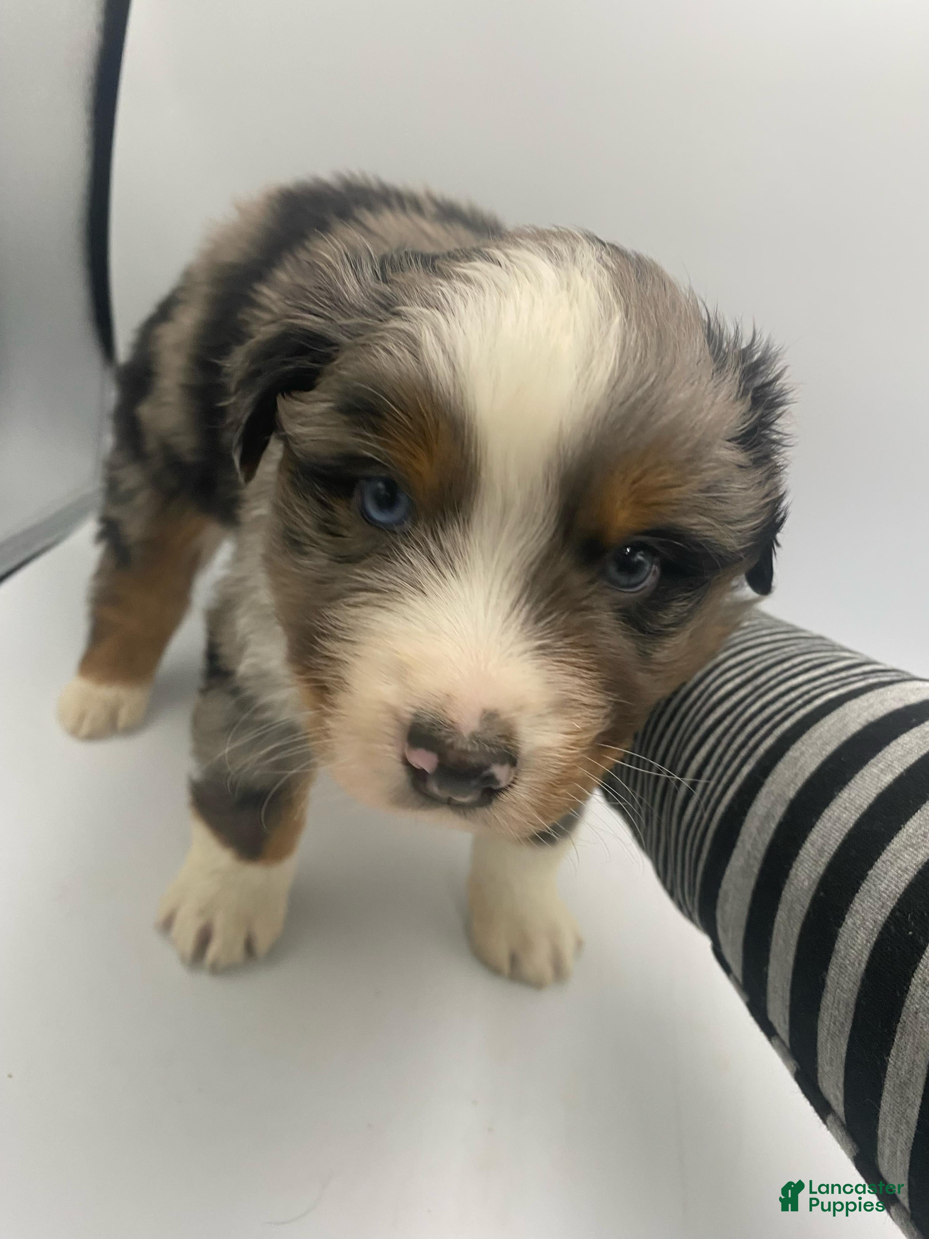 Australian Shepherd dogs Mo - Ad 26