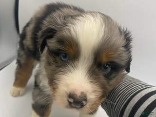 Australian Shepherd dogs Mo - Ad 40
