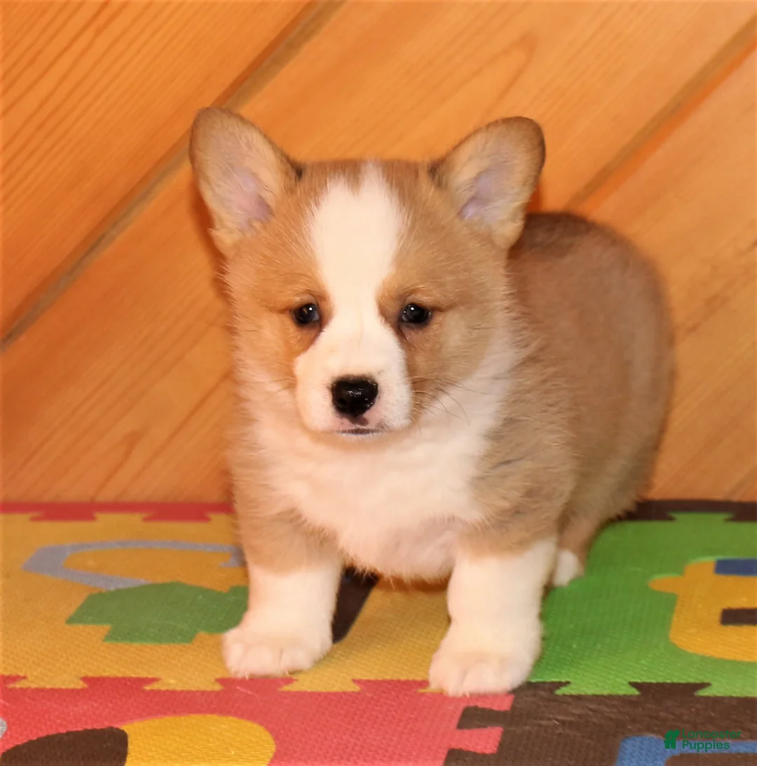 Gallery Image {{count}}