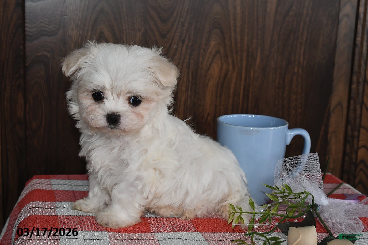 Maltese dogs Owen - Ad 1