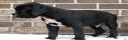 Boxer dogs for sale: Bobby - Ad 3