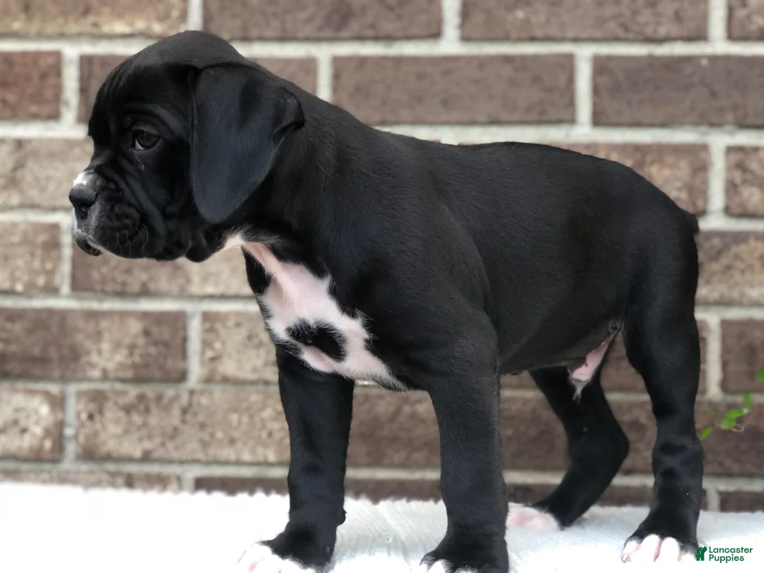 Boxer dogs for sale: Bobby - Ad 3