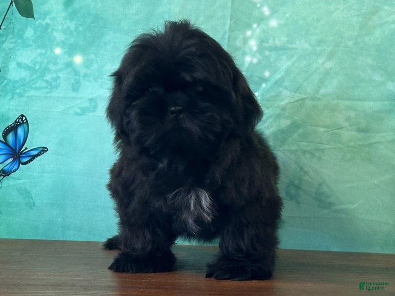 Shih Tzu dogs Vader - Ad 1