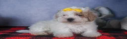 Bichpoo dogs for sale: Snowflake - Ad 20