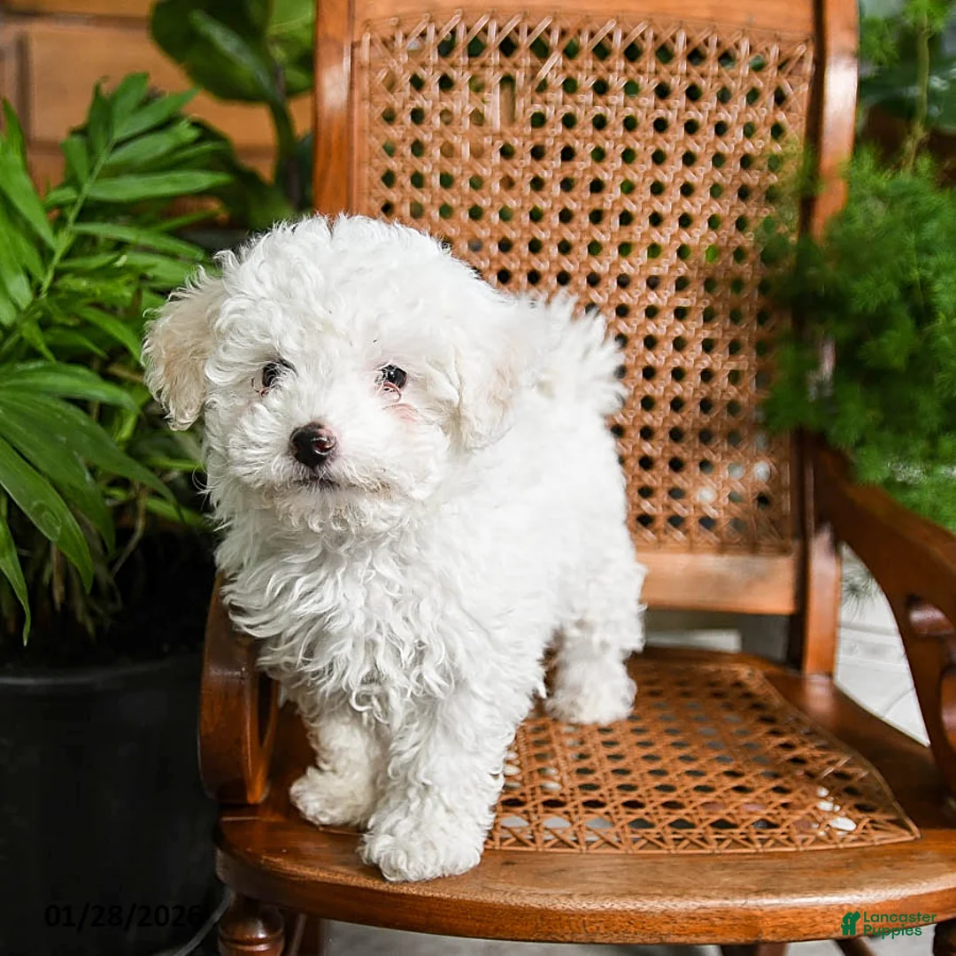 Maltipoo dogs for sale: King - Ad 1
