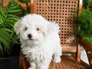 Maltipoo dogs for sale: King - Ad 3
