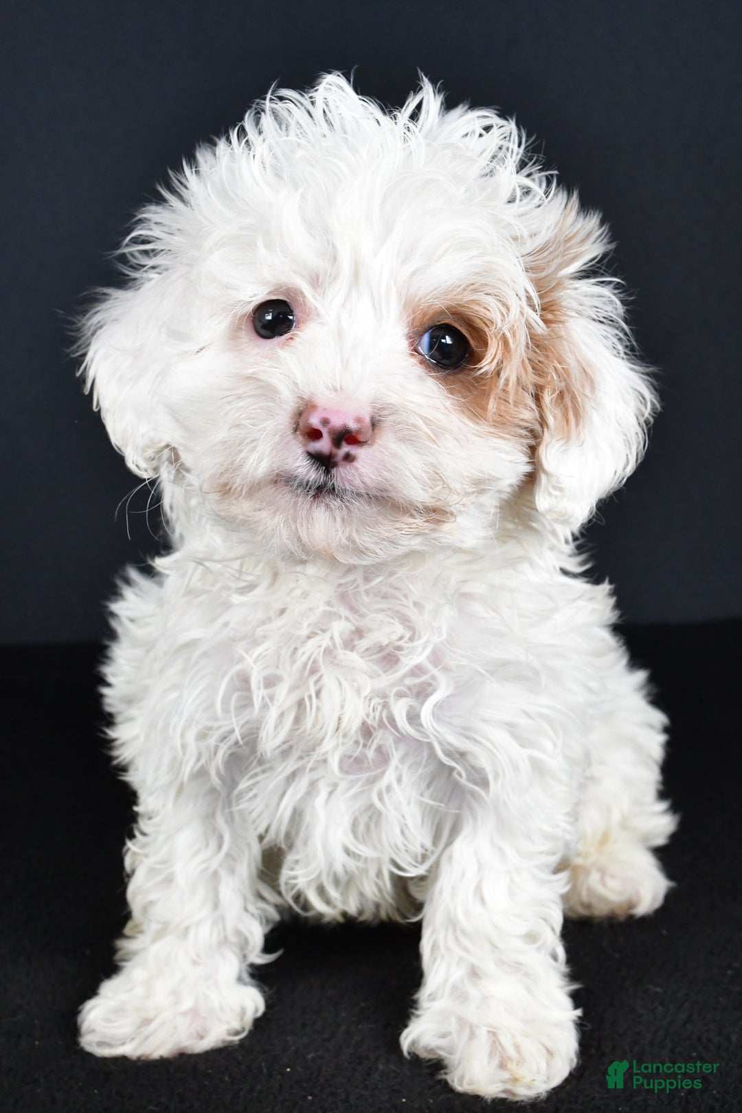 Havapoo dogs for sale: Autumn - Ad 1