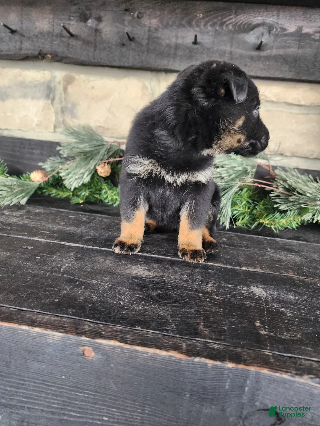 Mixed Breed dogs for sale: Rosy - Ad 8
