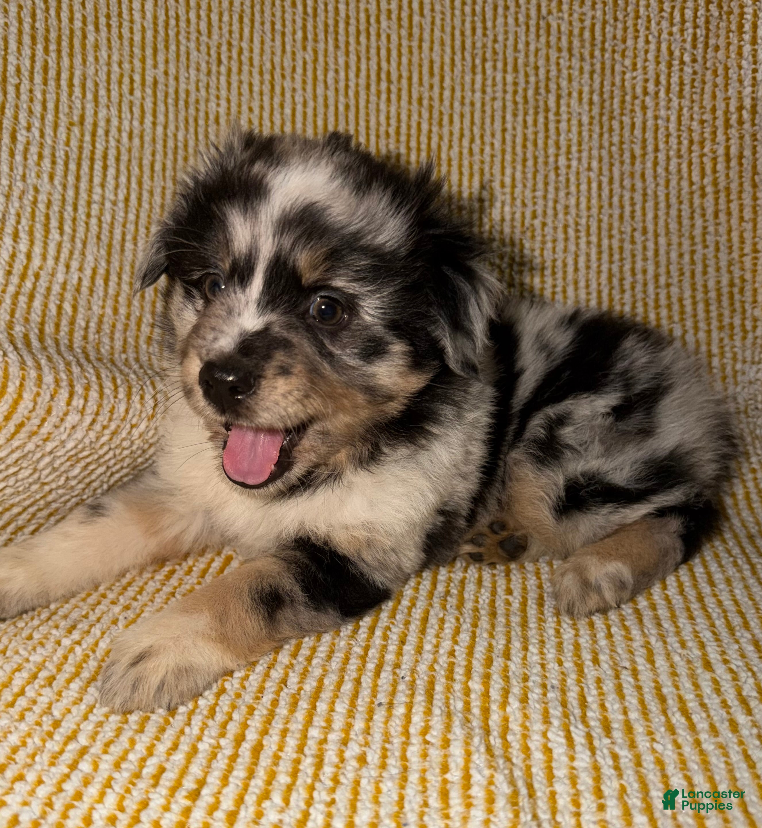 Miniature Australian Shepherd dogs Miniature Australian Shepherd Puppy 2 - Ad 9