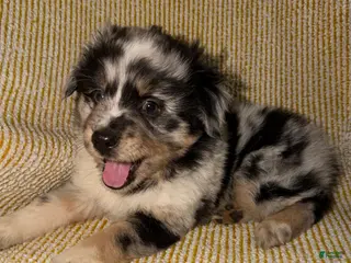 Miniature Australian Shepherd dogs Miniature Australian Shepherd Puppy 2 - Ad 9