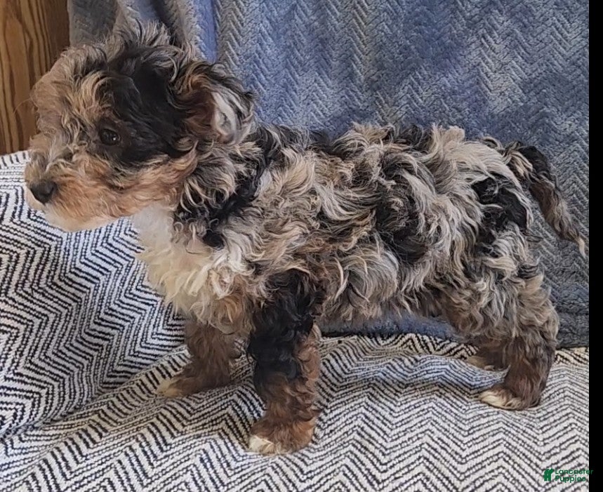 Yorkiepoo dogs Sally - Ad 2