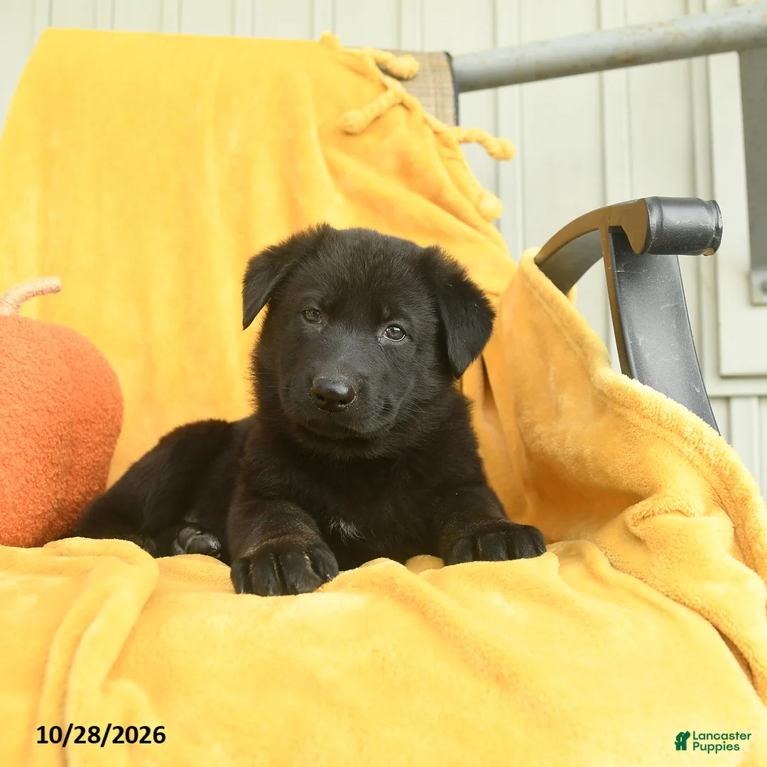 German Shepherd dogs for sale: Jezebel  - Ad 2