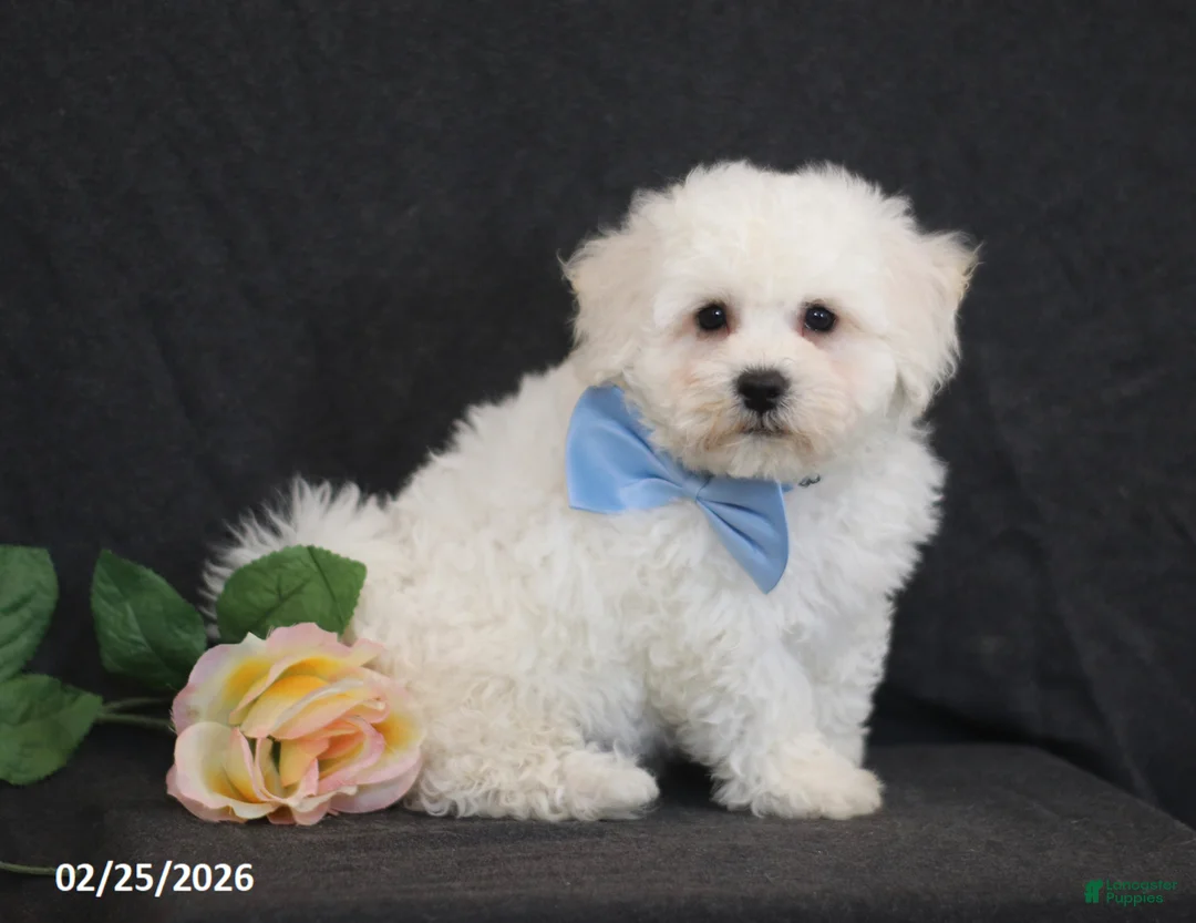 Bichon Frise dogs for sale: Ben - Ad 2