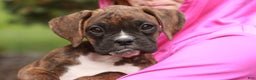 Boxer dogs for sale: Elsie - Ad 1