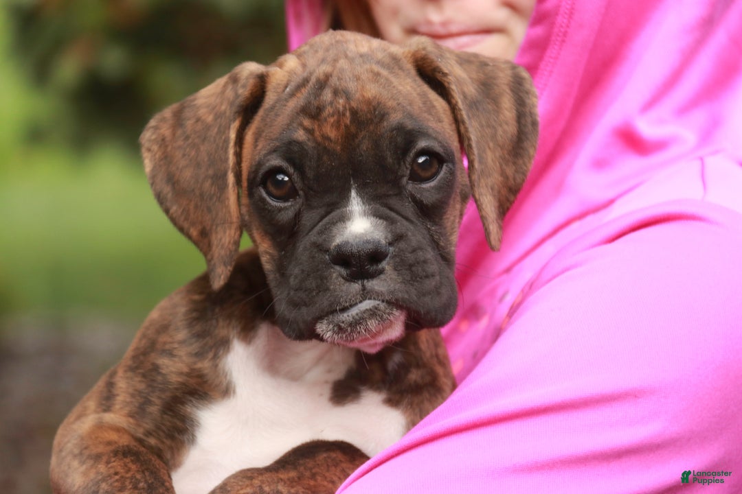 Boxer dogs for sale: Elsie - Ad 1