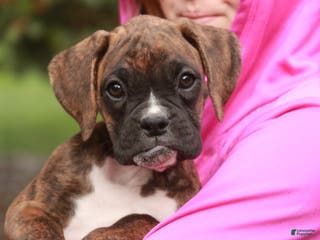 Boxer dogs Elsie - Ad 28