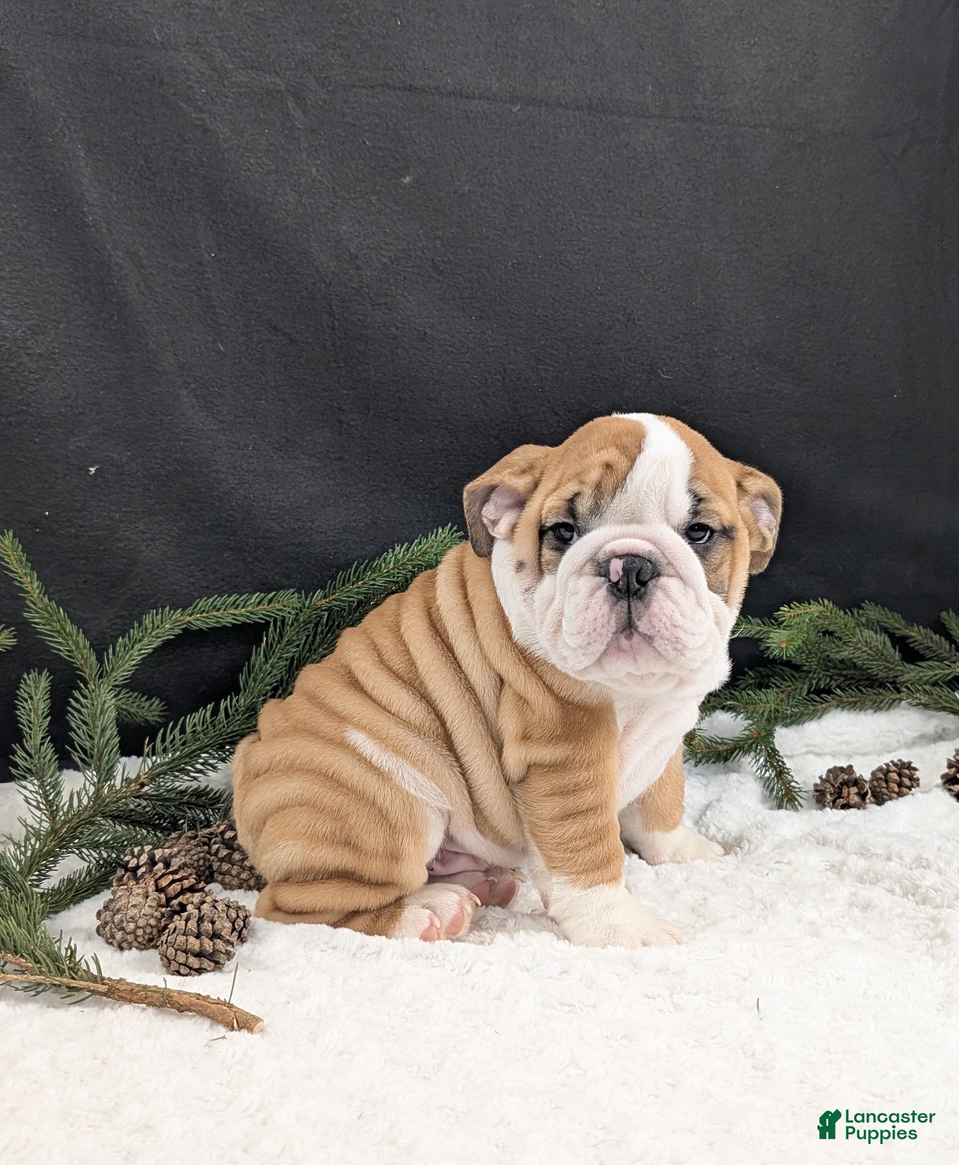 English Bulldog dogs Fudge  - Ad 22