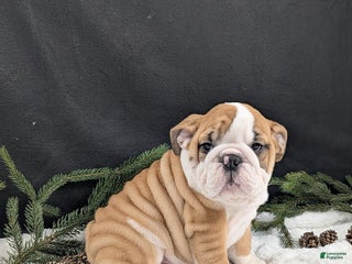 English Bulldog dogs Fudge - Ad 17